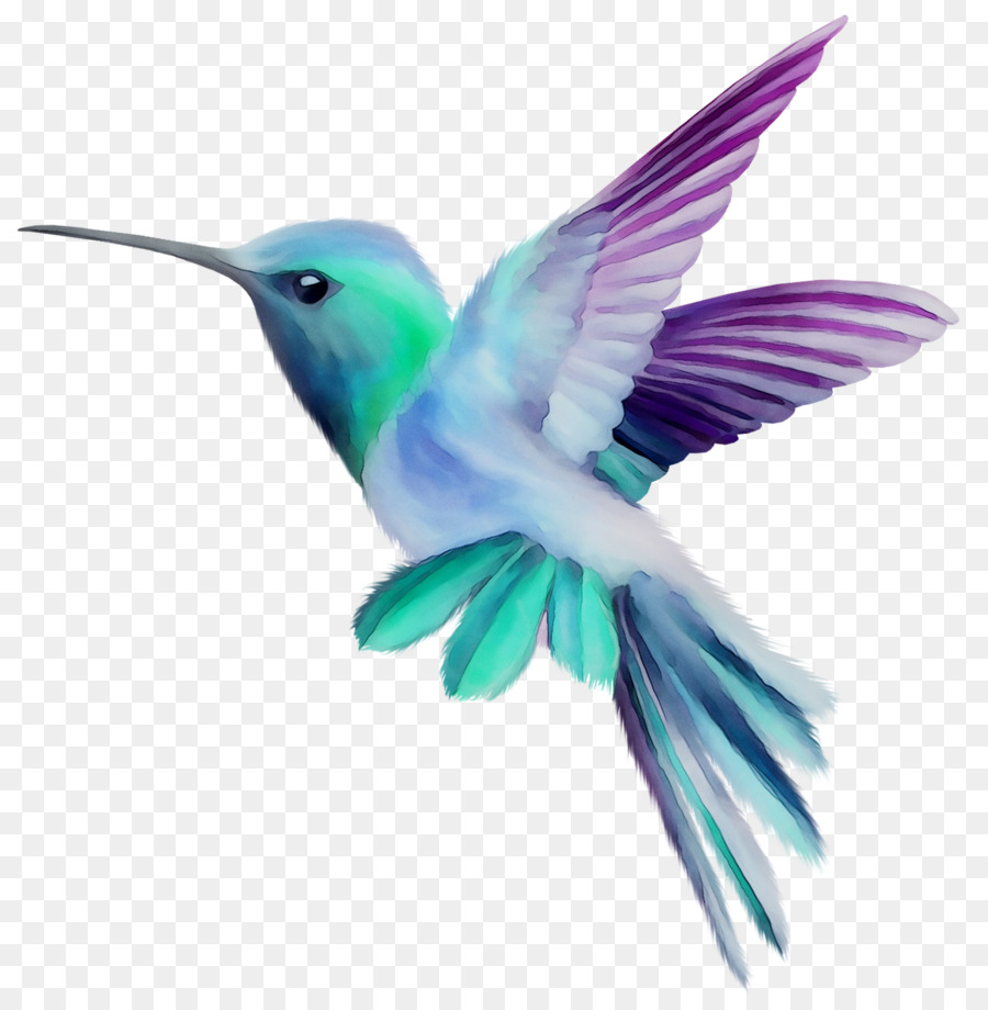 Colibrí，Empresa PNG