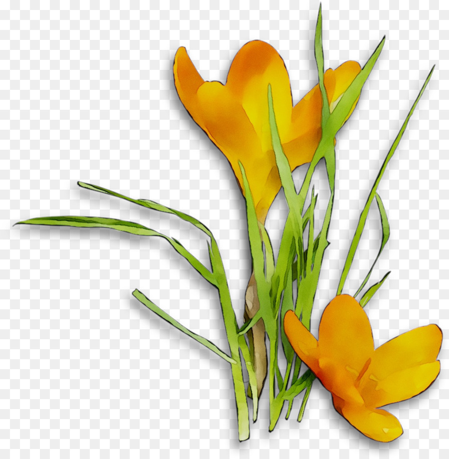 Crocus，Diseño Floral PNG