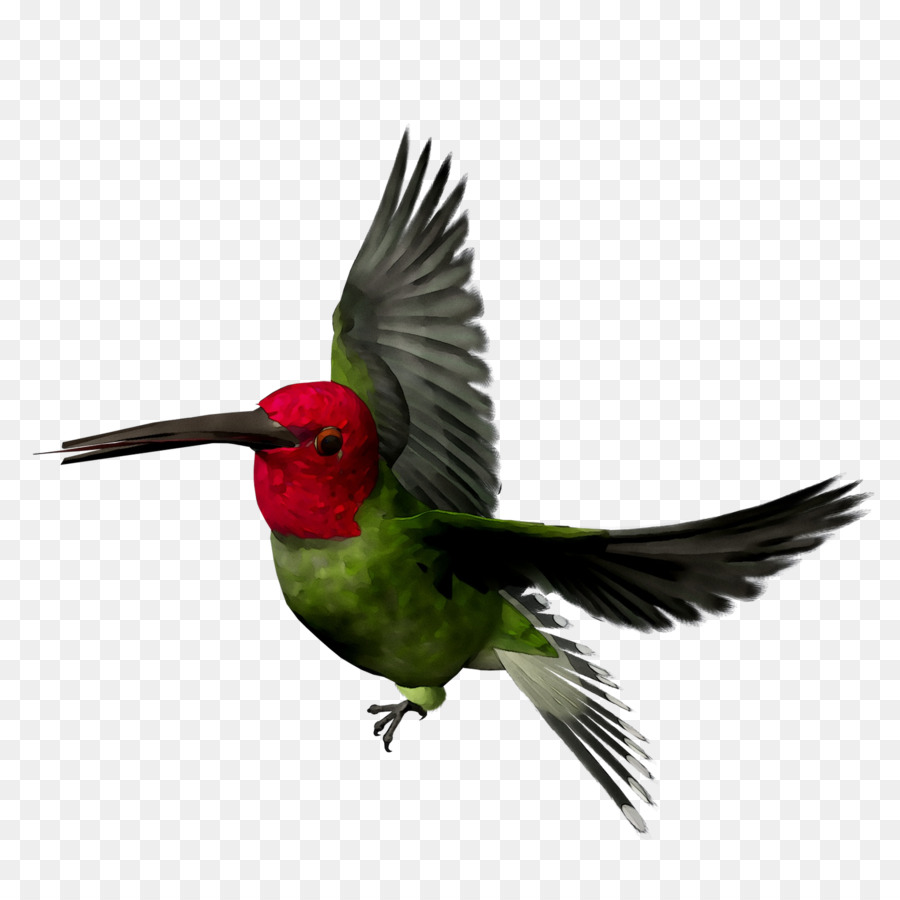 Colibrí，Pico PNG