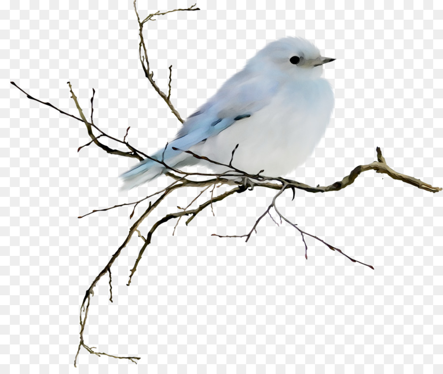 Fondo De Escritorio，Aves PNG