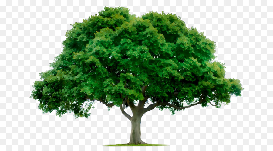 árbol Verde，Hojas PNG