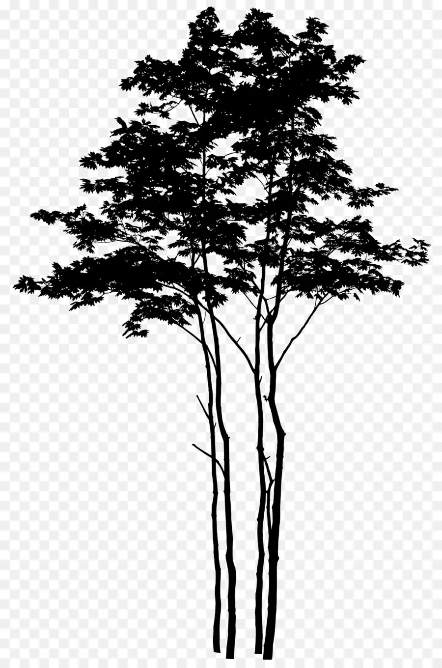 Silueta，Árbol PNG