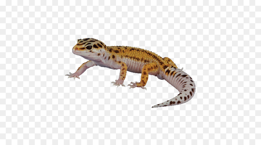 Reptiles，Leopardo PNG