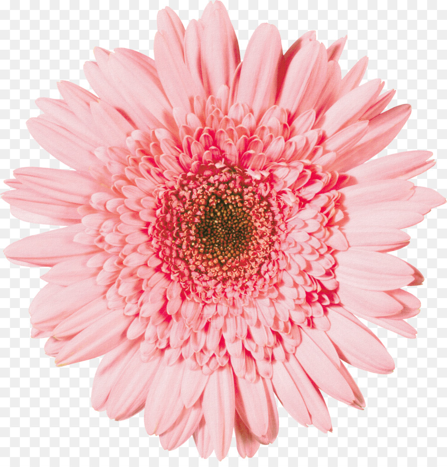 Transvaal Daisy，Una Fotografía De Stock PNG