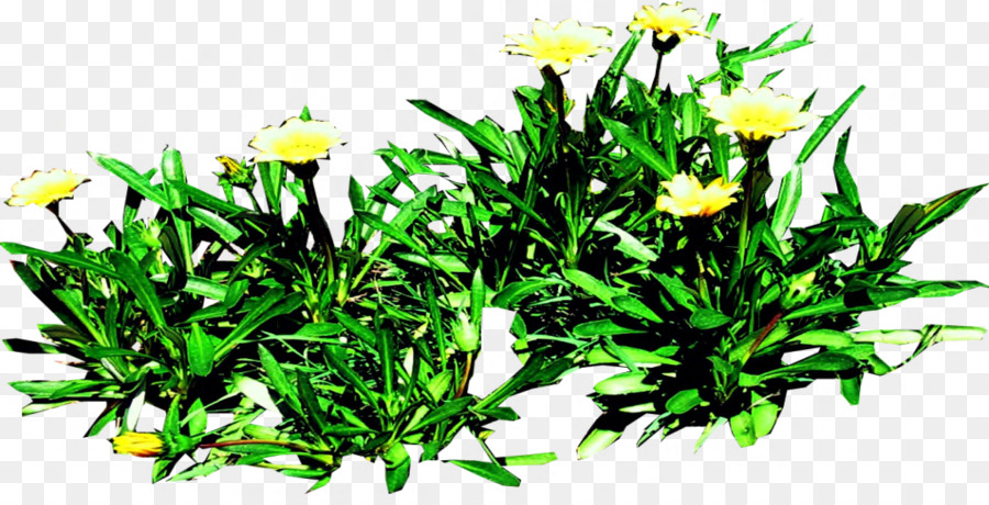 Diseño Floral，Hierba PNG