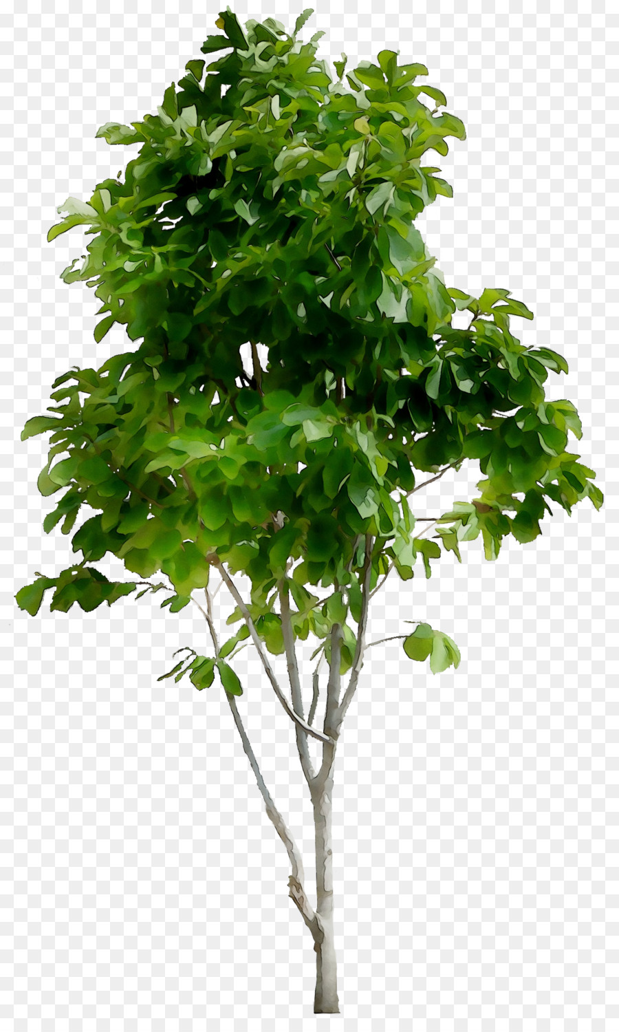 árbol Verde，Planta PNG