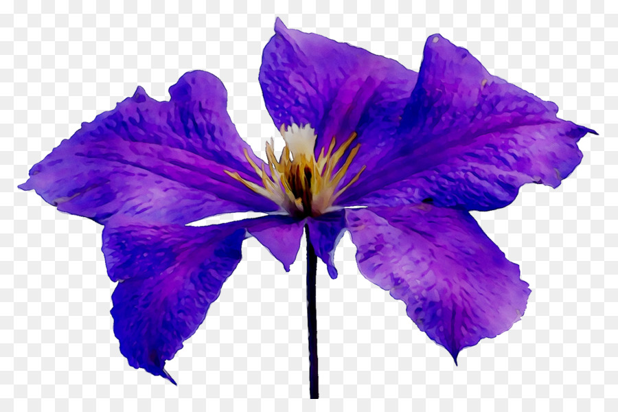 Flores Moradas，Florecer PNG