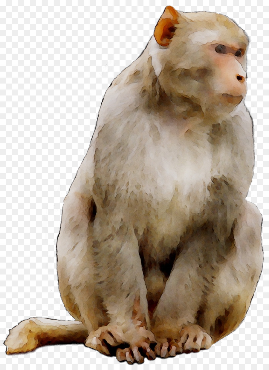 Macaco，Horóscopo PNG