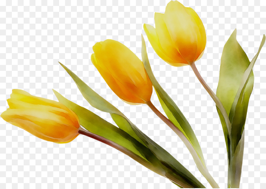 Tulip，Amarillo PNG