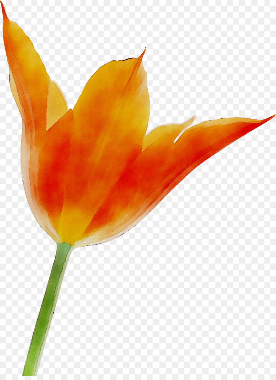 Tulip，Tallo De La Planta PNG