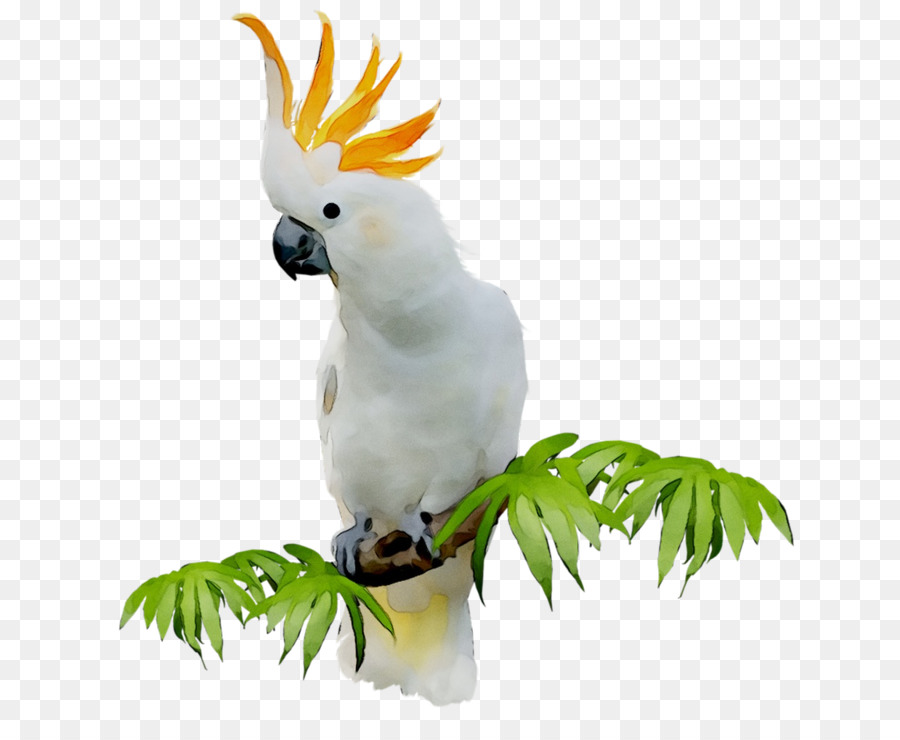 Cacatúa Blanca，Aves PNG