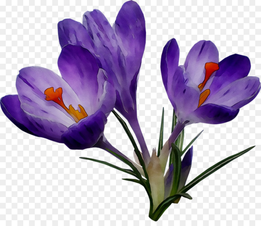 Crocus，Azafrán PNG