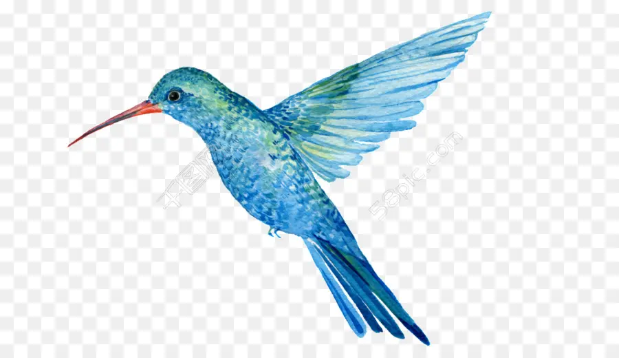 Colibrí，Aves PNG