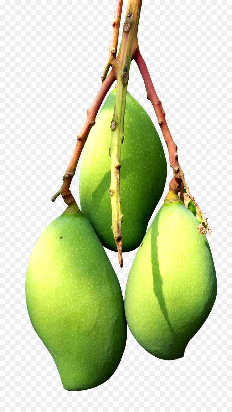 Española De Cal，Aguacate PNG