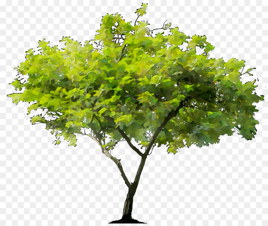 Una Fotografía De Stock，Árbol PNG