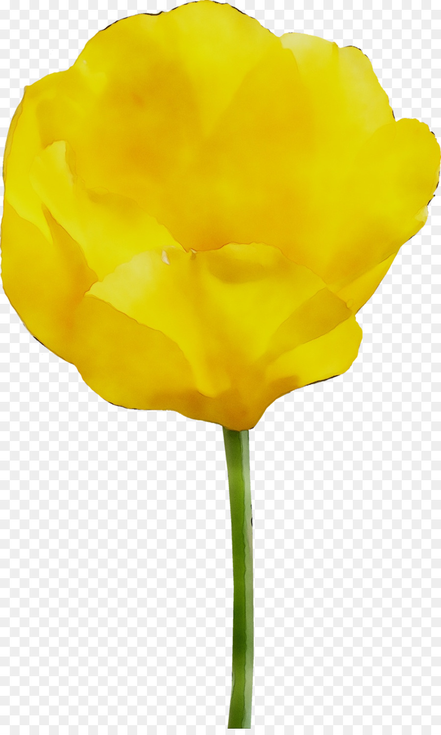 Tulip，Amarillo PNG