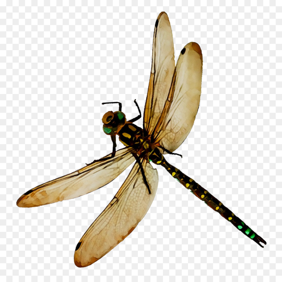 Libélula，Volar PNG