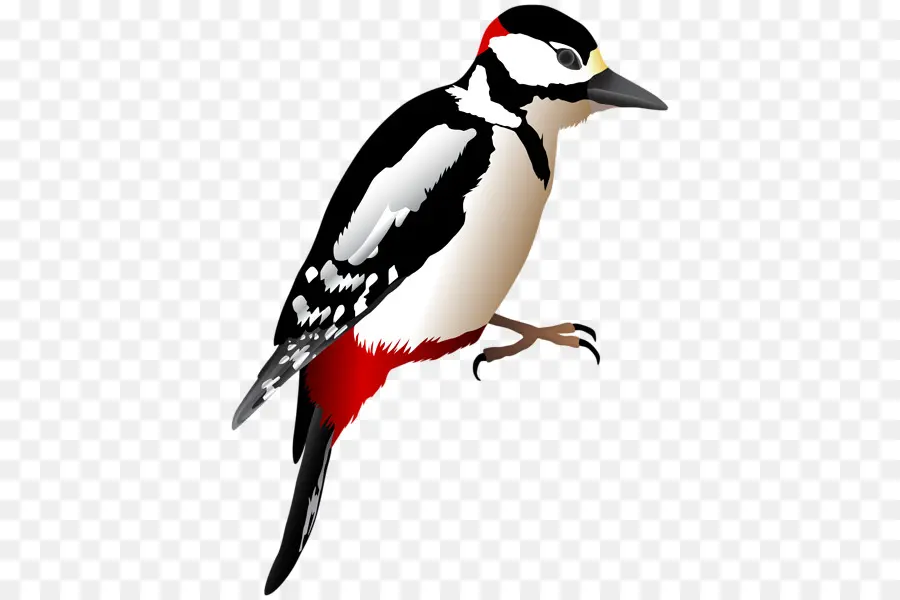 Woodpecker，Piciformes PNG