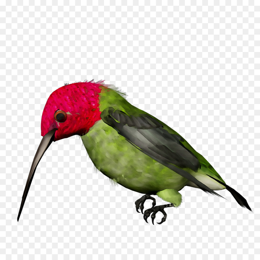 Parakeet，Colibrí PNG