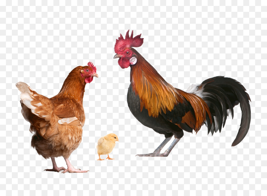 Gallo Y Gallina，Pollo PNG