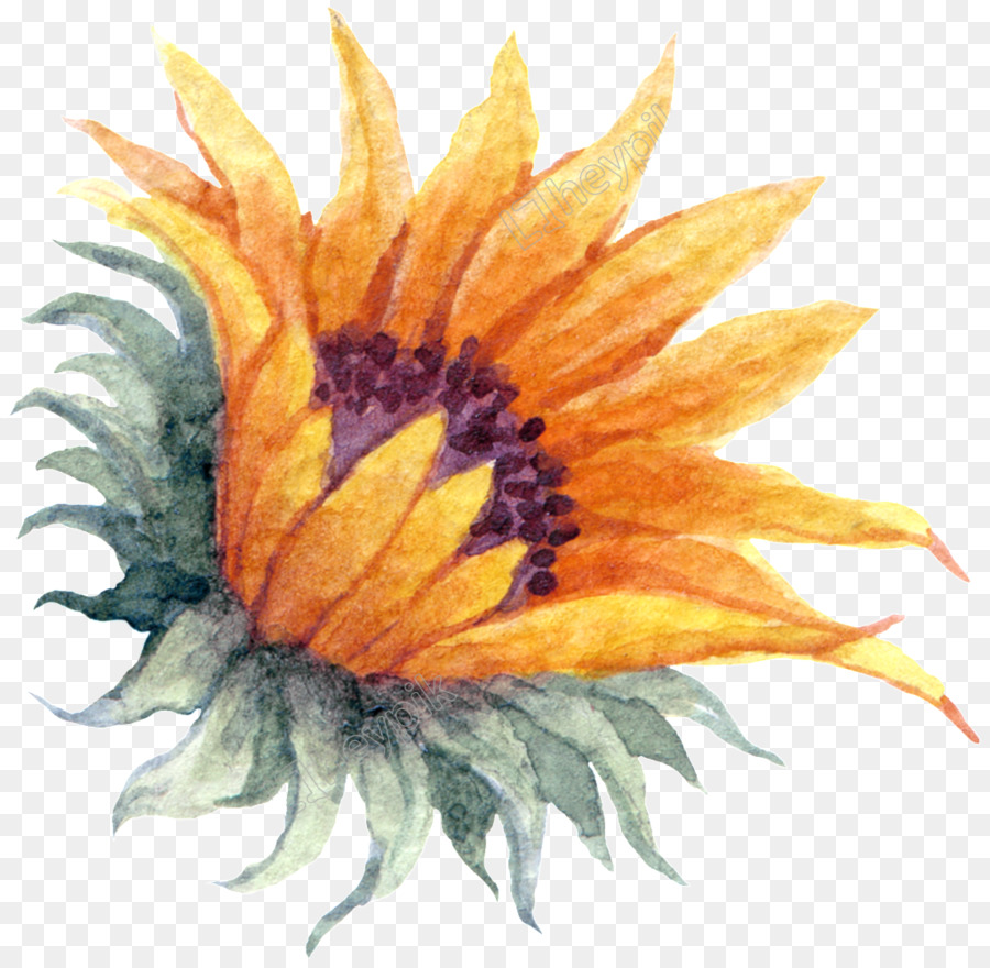 Común De Girasol，Pintura A La Acuarela PNG