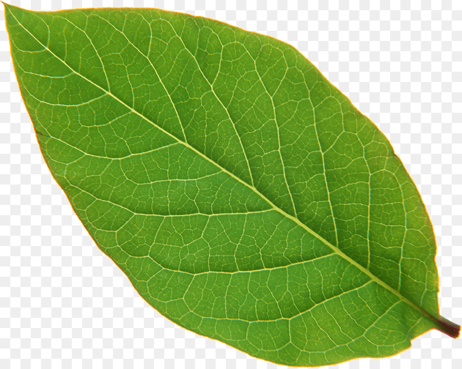 Hoja Verde，Planta PNG