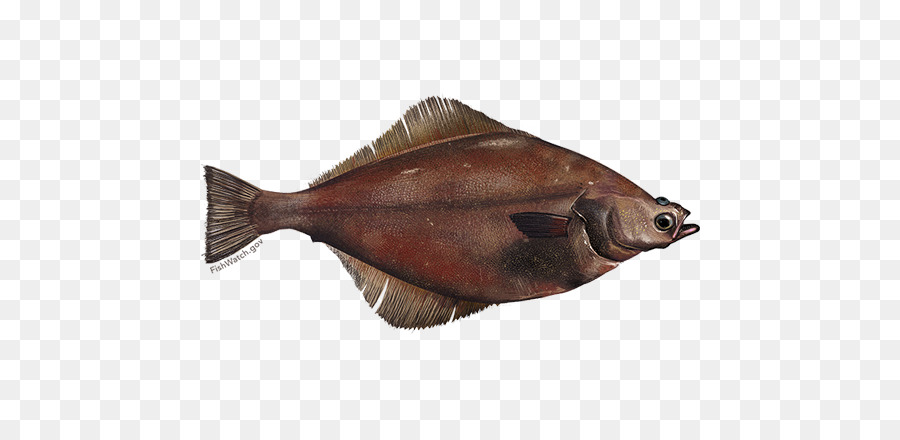 Arrowtooth Lenguado，Lenguado PNG