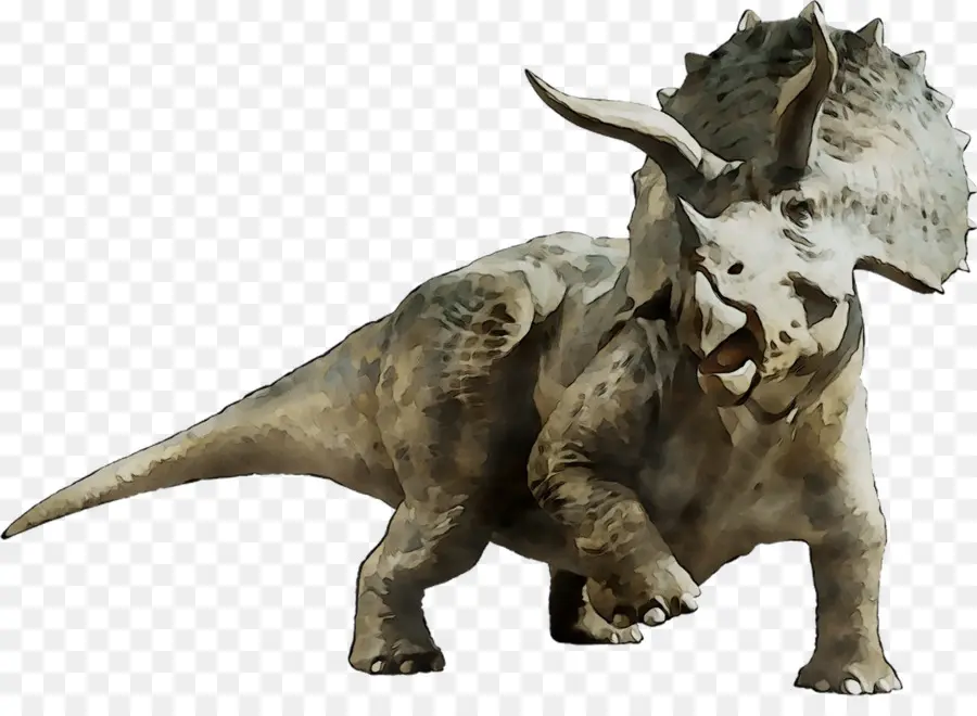 Triceratops，Tyrannosaurus PNG