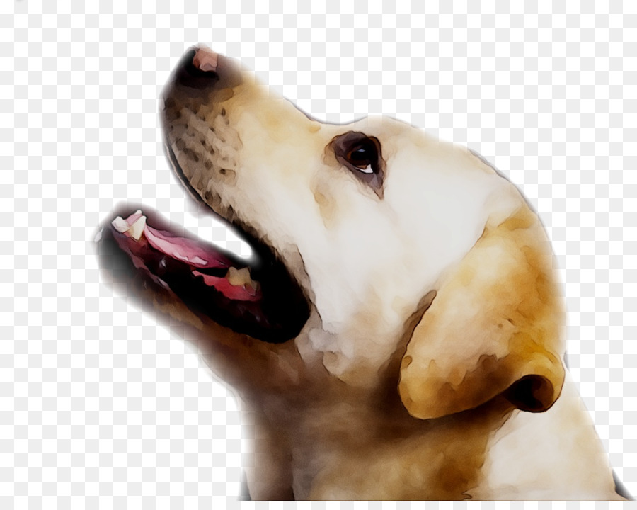 Perro，Mascota PNG