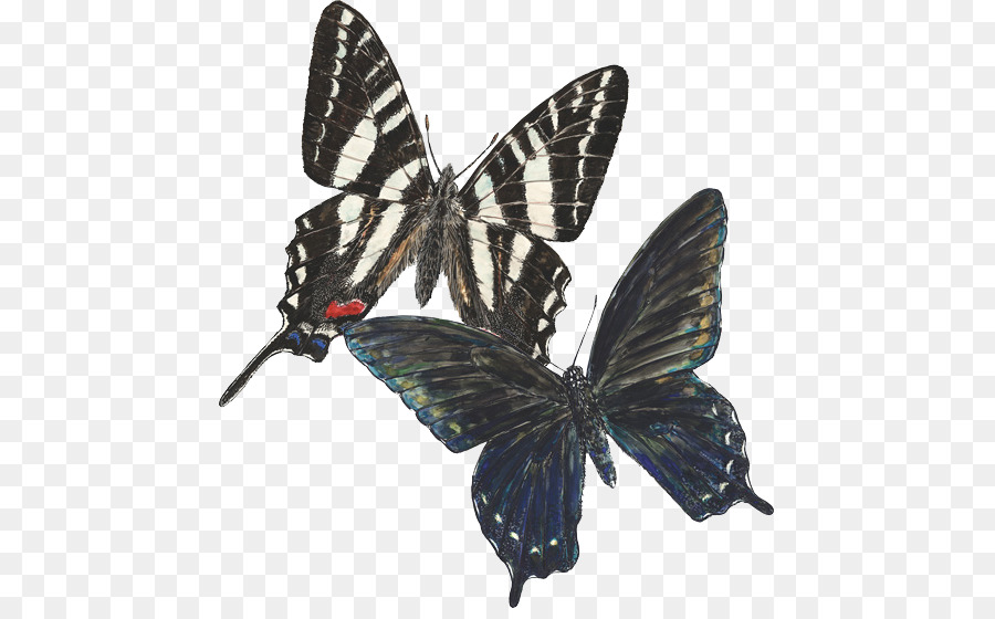 Mariposa，Alas PNG