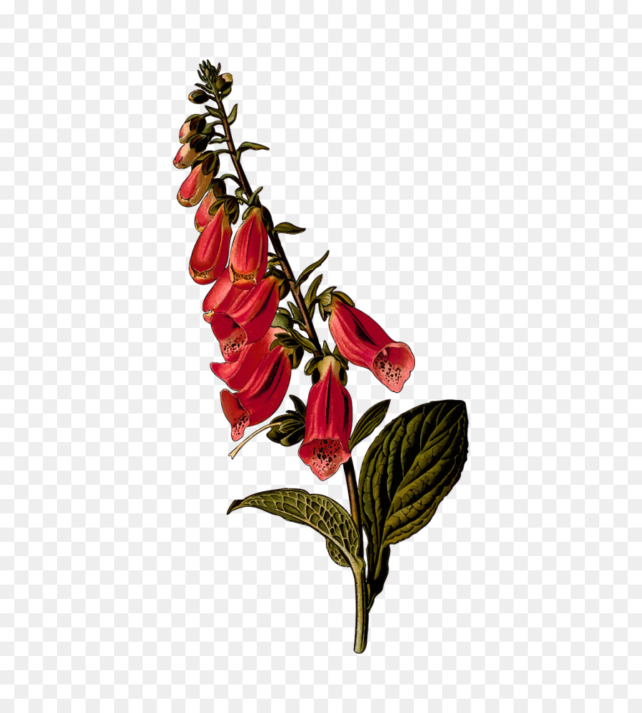 Flor Roja，Florecer PNG