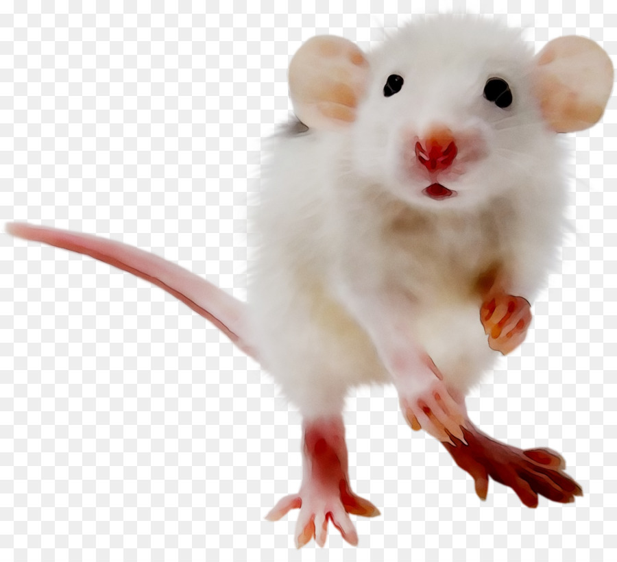 Lirón，El Ratón De La Computadora PNG