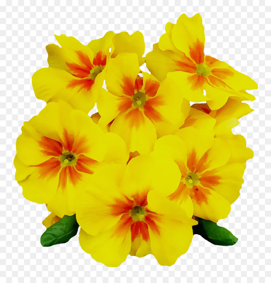 Común Eveningprimrose，Primrose PNG