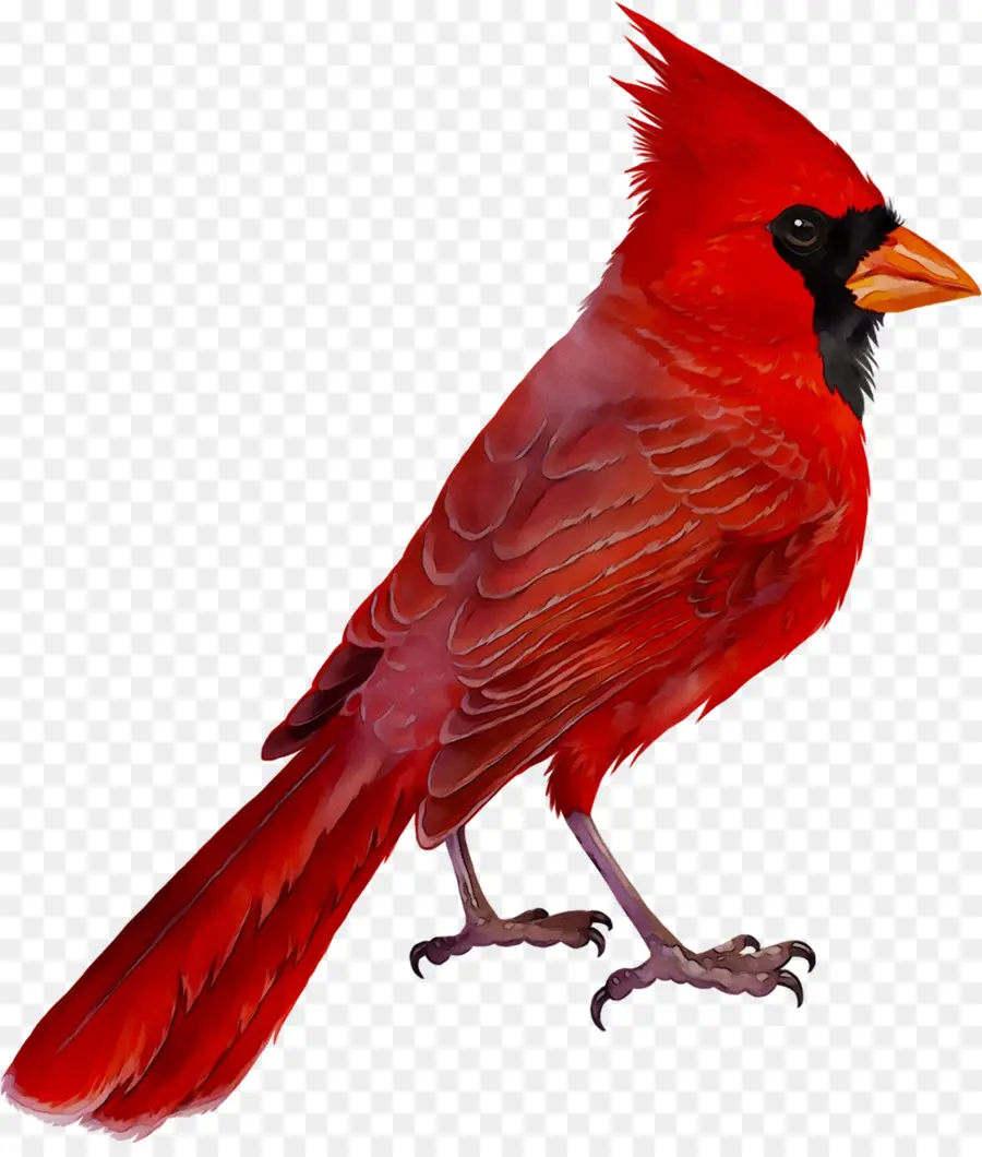 Pájaro Rojo，Cardenal PNG