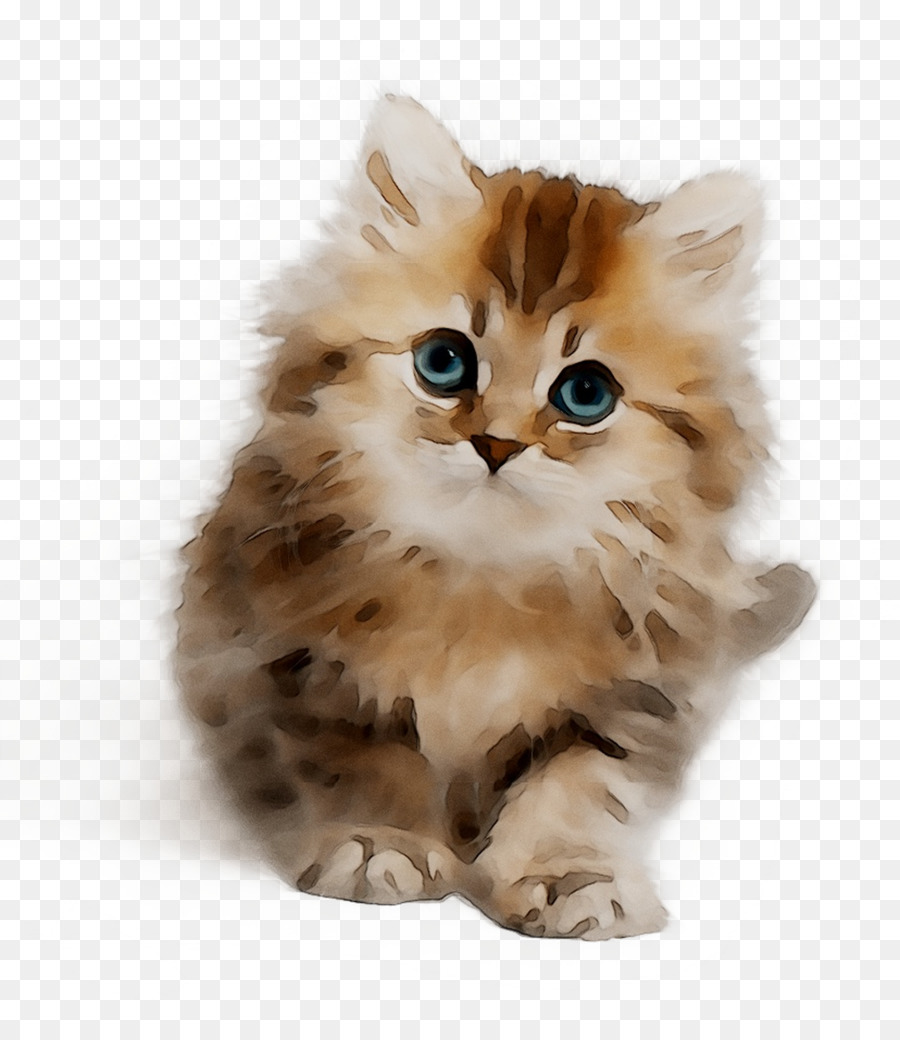 Gatito，Gato Persa PNG