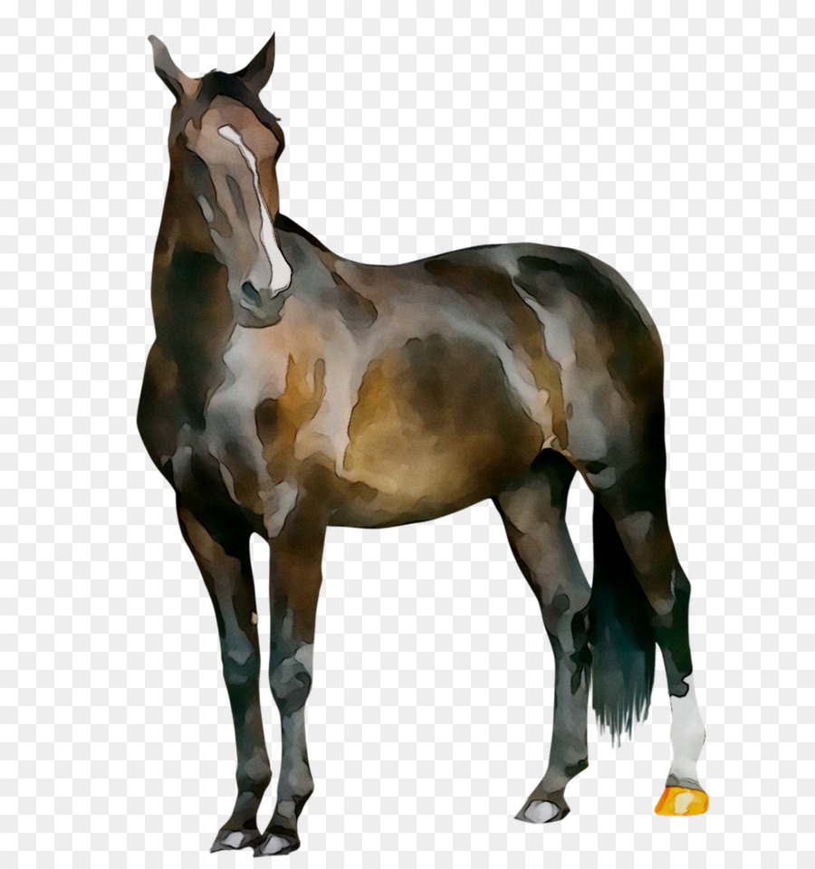 Yegua，Caballo PNG