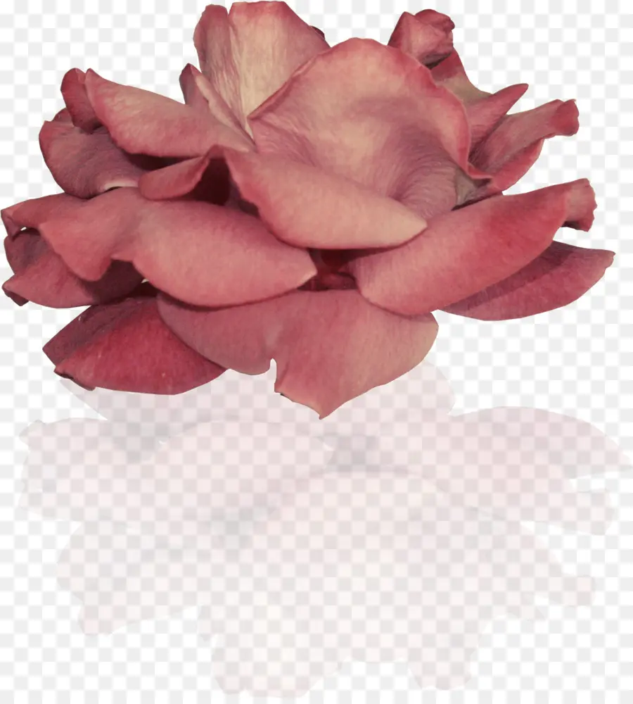 Flor Rosa，Pétalos PNG