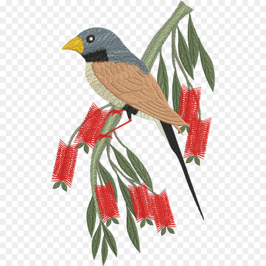 Loro，Aves PNG