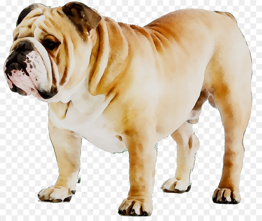 Bulldog，Bulldog Francés PNG