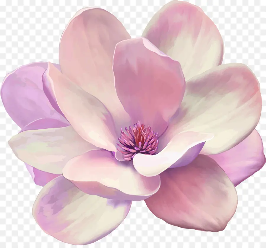 Pintura，Magnolia PNG