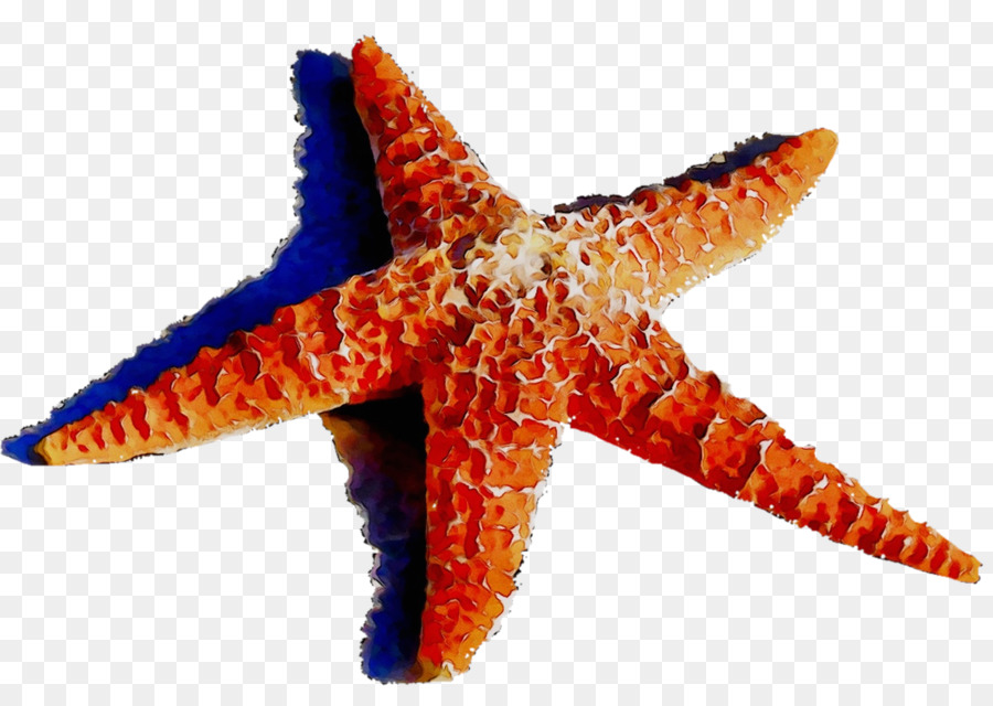 Estrella De Mar，Mar PNG