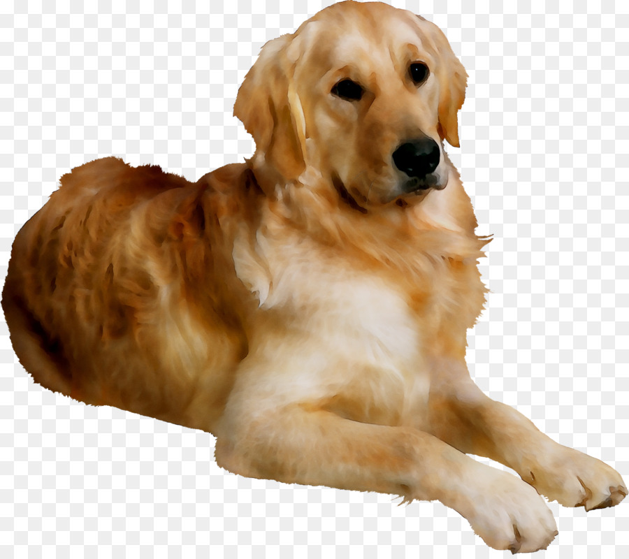 Perro，Mascota PNG