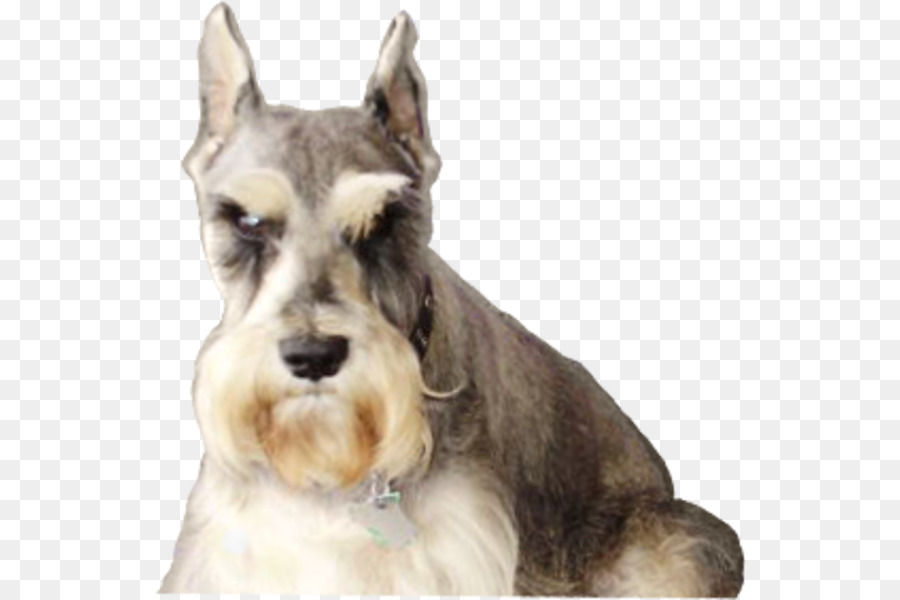 Schnauzer Miniatura，Schnauzer Estándar PNG