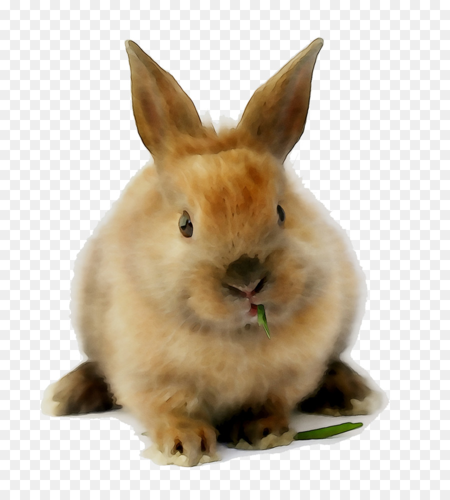 Conejo，Conejito PNG