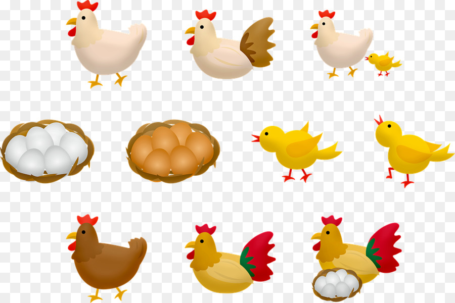 Pollo，Gallo PNG