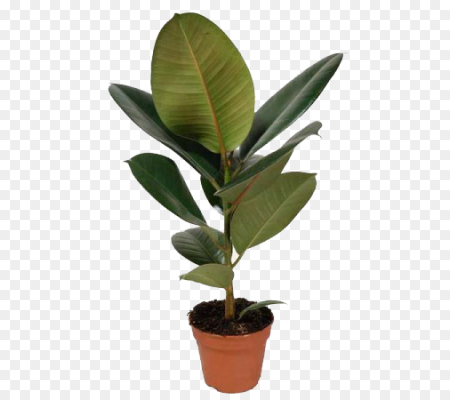 Planta En Maceta，Verdor PNG