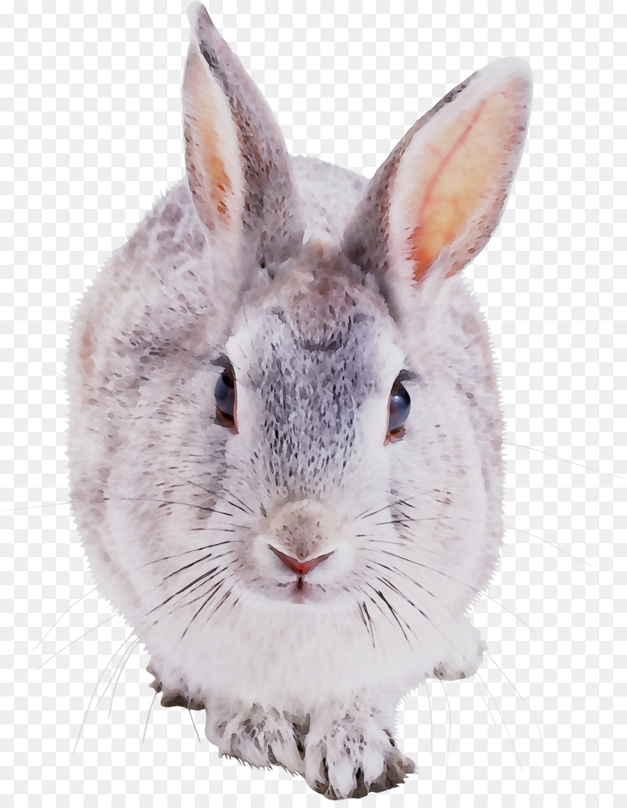 Conejo，Conejito PNG