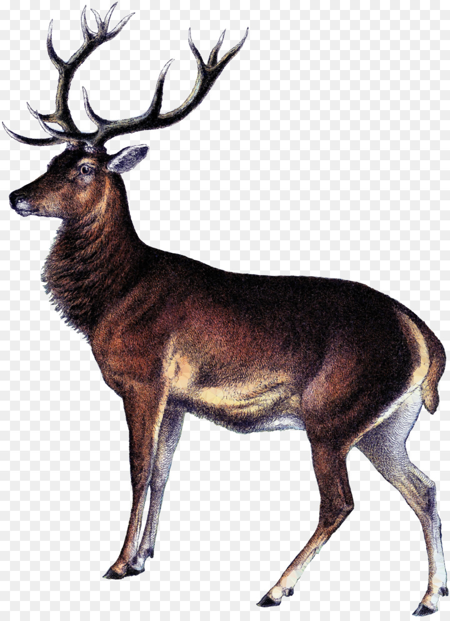 Whitetailed Ciervo，Los Ciervos PNG