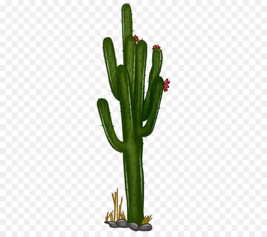 Cactus，Dibujo PNG