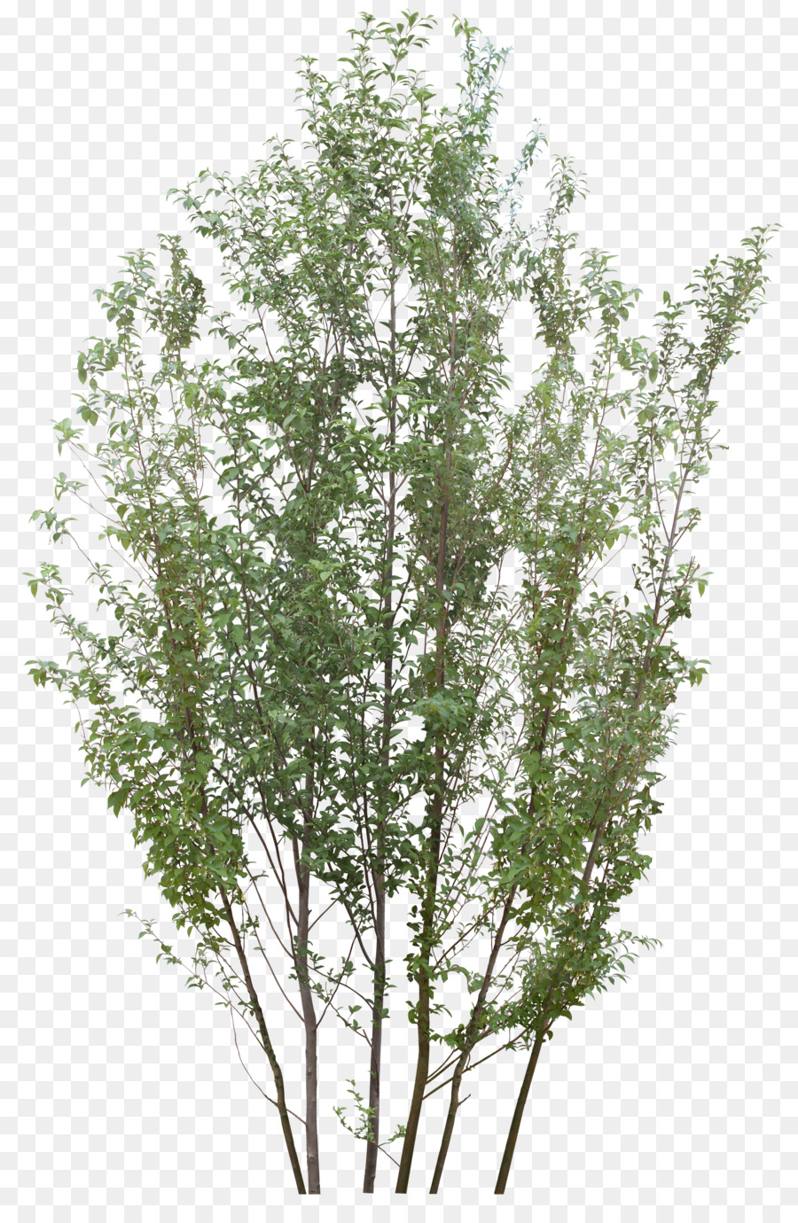 Árbol，Abedul Plateado PNG